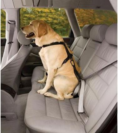 Actual product image Kurgo Tru-Fit-Smart safety harness with belt (S, Dog, General)
