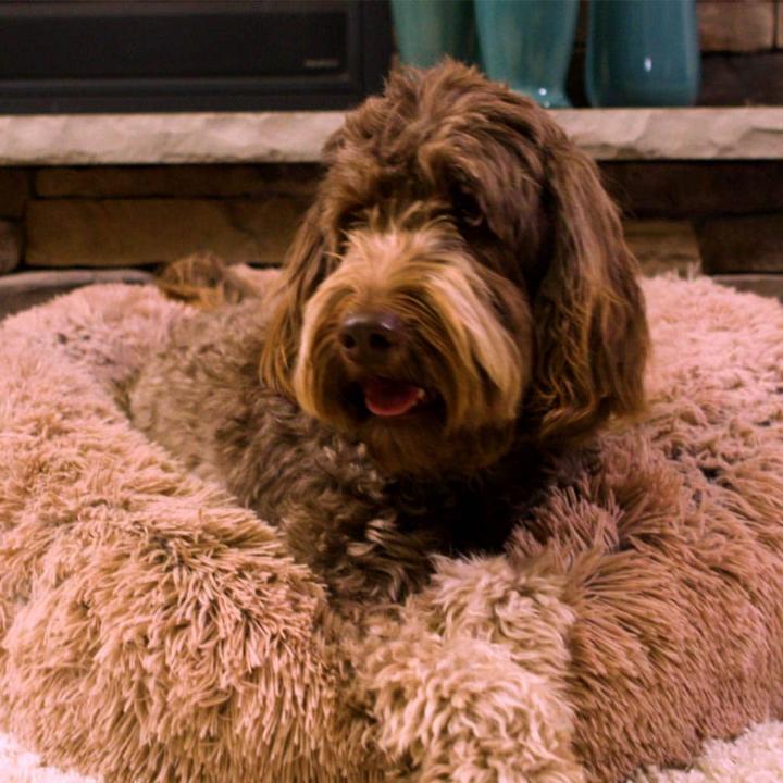 Actual product image MediaShop Peaceful Pooch L (Dog, Cat)