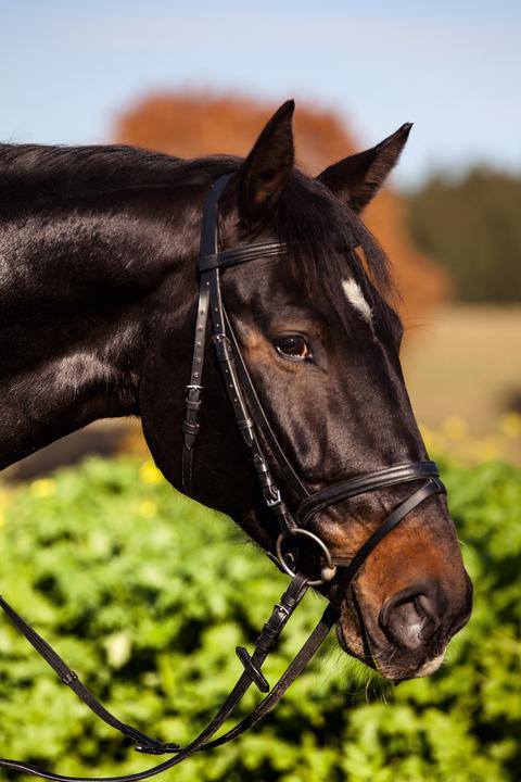 Actual product image Kerbl Snaffle bridle standard