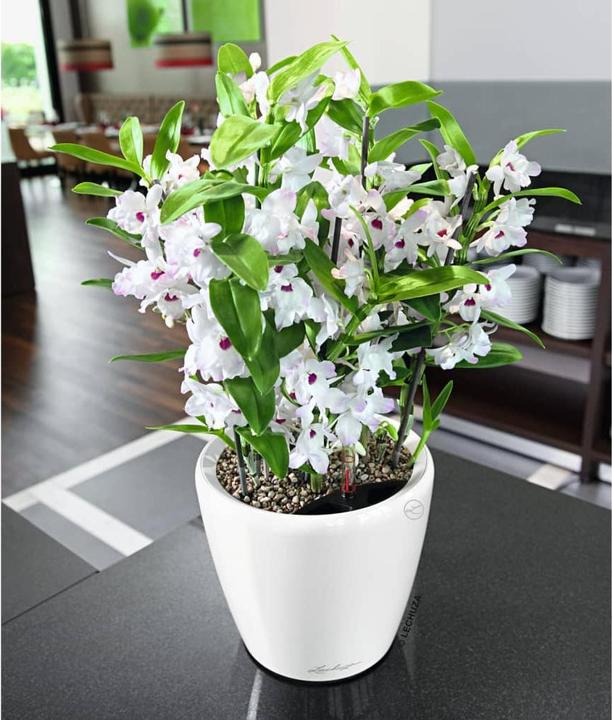 Image du produit Lechuza Classico (22 cm)