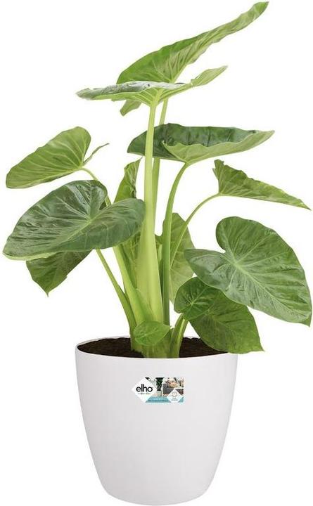 Immagine prodotto Elho Bruxelles (35 cm)