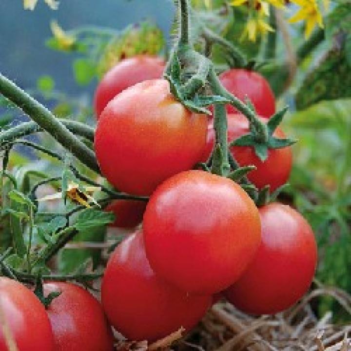 Produktbild Sativa Ampeltomate Himbeerfarbig (Gemüsesamen)