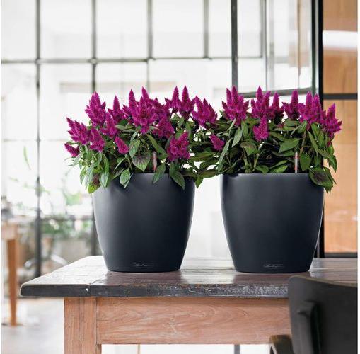 Produktbild Lechuza Classico Color (21.50 cm)
