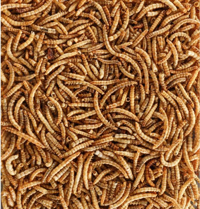 Image du produit Schweizer Eric Vogelfutter Vers de farine, 250 g, Conditionnement : 0.25 kg (1 x, 0.25 kg)