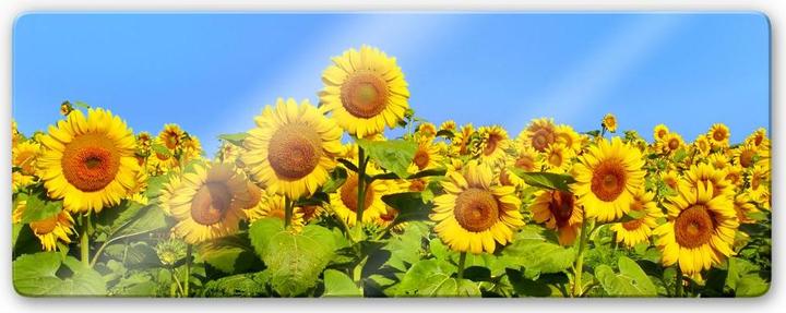 Image du produit Trenddeko Champ de tournesol - Panorama (120 x 50 cm)