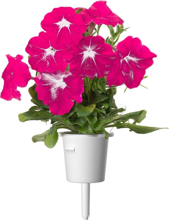 Immagine prodotto Click and Grow Semi di petunia rosa 3-Pack (Semi di piante)