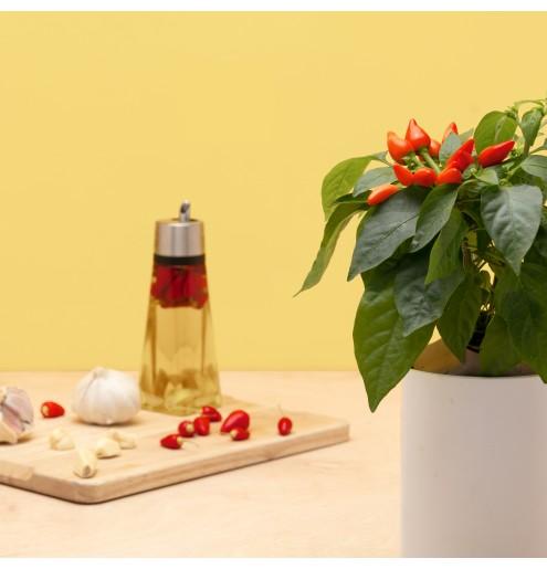 Actual product image Prêt à Pousser Mini Chili (Vegetable seeds)