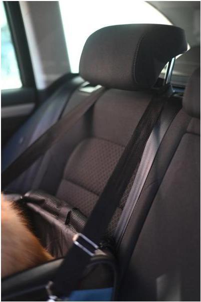 Image du produit Kerbl Sac de siège auto Vacation (Chien, Lavable, Ouverture complète, Réflecteurs, Verrouillable, Respirant, Lavable en machine)