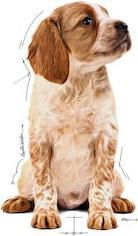 Image du produit Royal Canin SHN WET Medium Puppy (Chiot + chaton, 10 pcs, 1400 g)