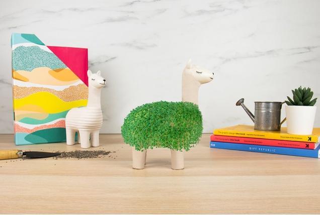 Image du produit Gift Republic Lama végétal de chia