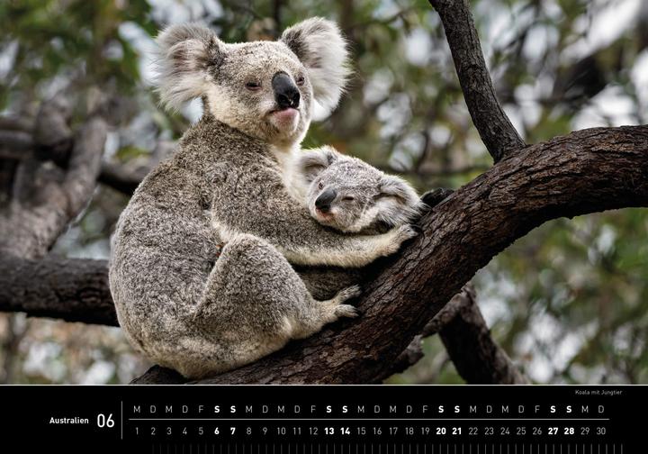 Image du produit Australien Premiumkalender 2026 (50 x 35 cm, Couverture rigide, Allemand)