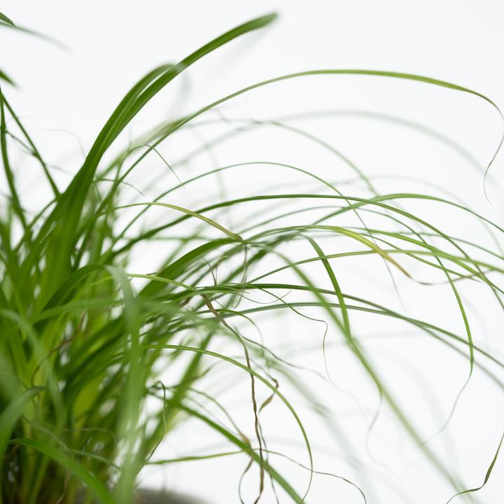 Produktbild Plant in a Box Chlorophytum, Cyperus, Musa, Areca - 4er Mischung Haustierfreundliche pflanzen (25 cm)