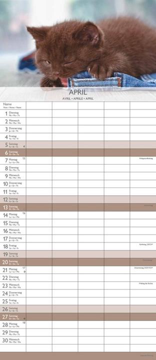 Produktbild Alpha Edition Familienplaner Kätzchen 2025, 19,5x45cm, Familienkalender mit 5 Spalten für (19.5 x 45 cm, Harter Einband, Deutsch)