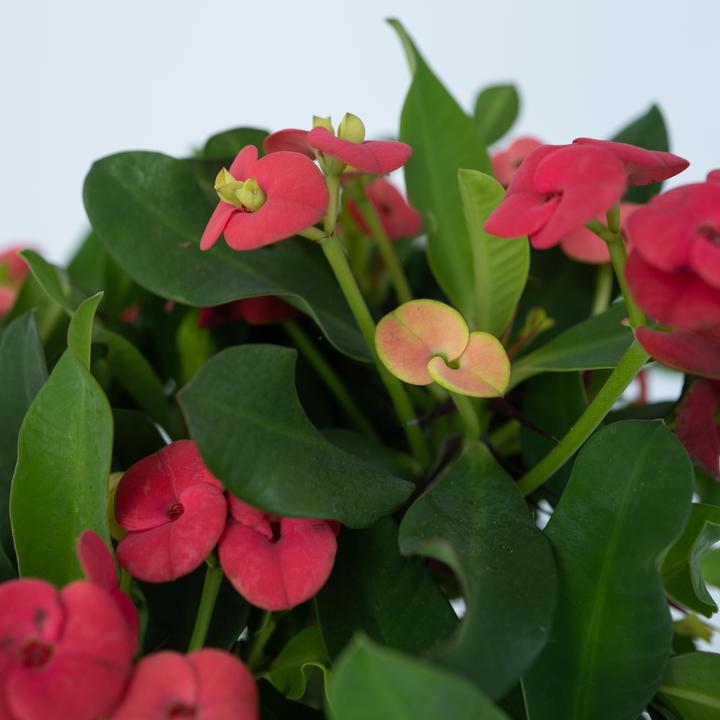 Actual product image Plant in a Box Euphorbia Milii - Honey locust (25 cm)