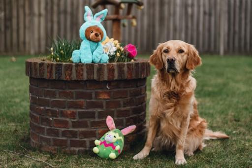 Image du produit Beeztees Jouet en peluche Tournesol (Jouet en peluche chien)