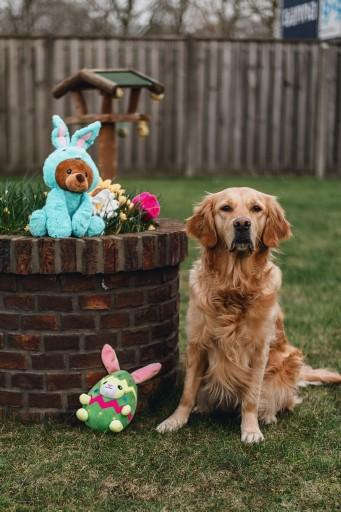 Image du produit Beeztees Jouet en peluche Tournesol (Jouet en peluche chien)