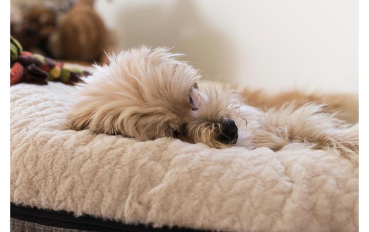 Image du produit Trend Pet Lit pour chien Big Belly, beige, S (Chien)
