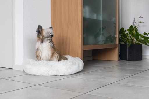 Image du produit Karlie Agnes (Chien)