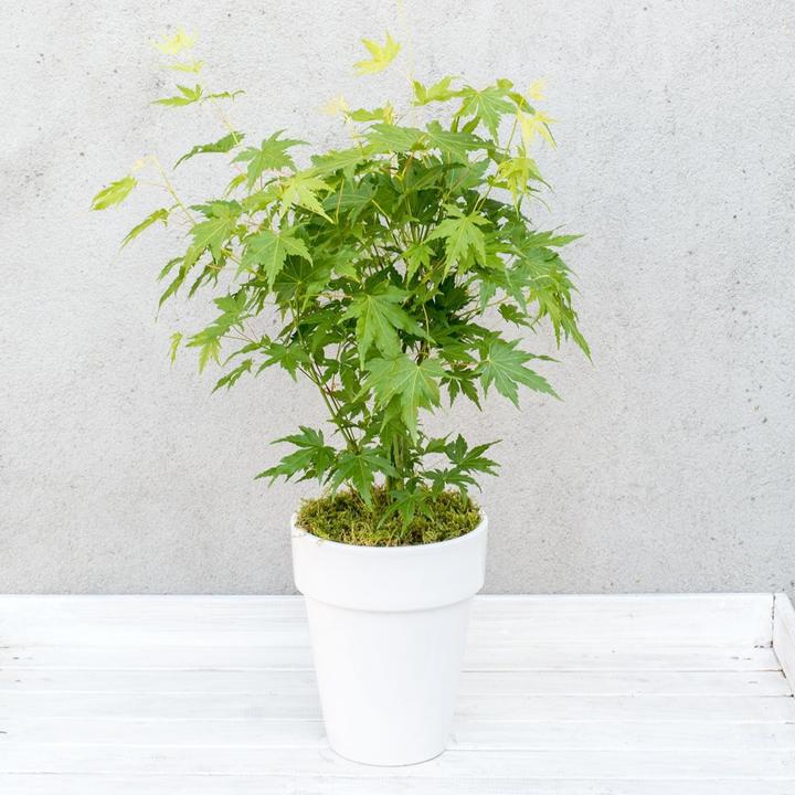 Immagine prodotto Plant in a Box Acer palmatum 'Going Green' - Japanischer Ahorn (35 cm)