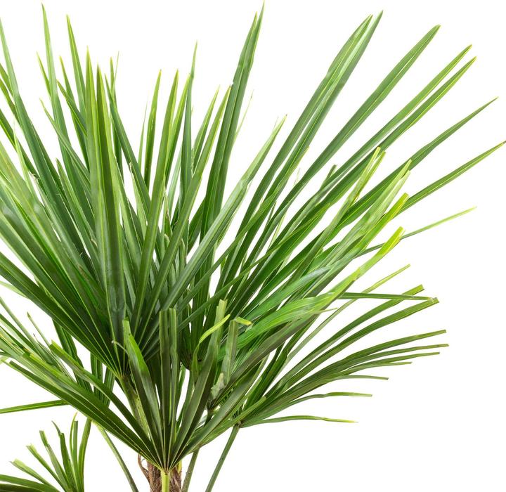 Produktbild Flowerbox Chinesische Hanfpalme - Trachycarpus fortunei (60 cm)