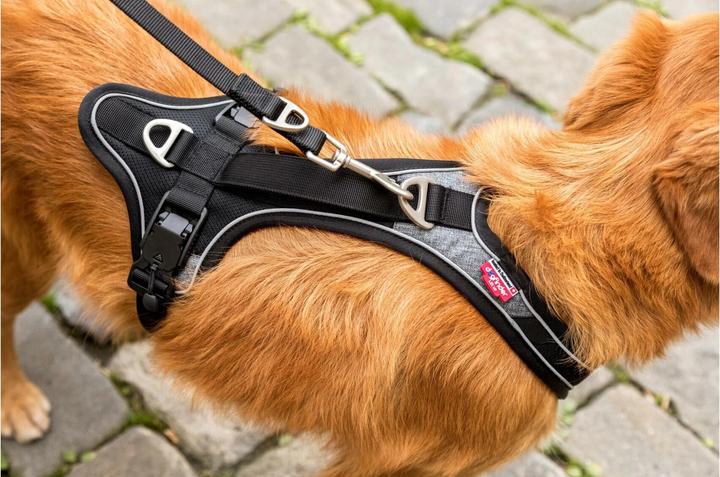 Produktbild Curli Geschirr Magnetic Belka Comfort (M, Hund, Allgemein)
