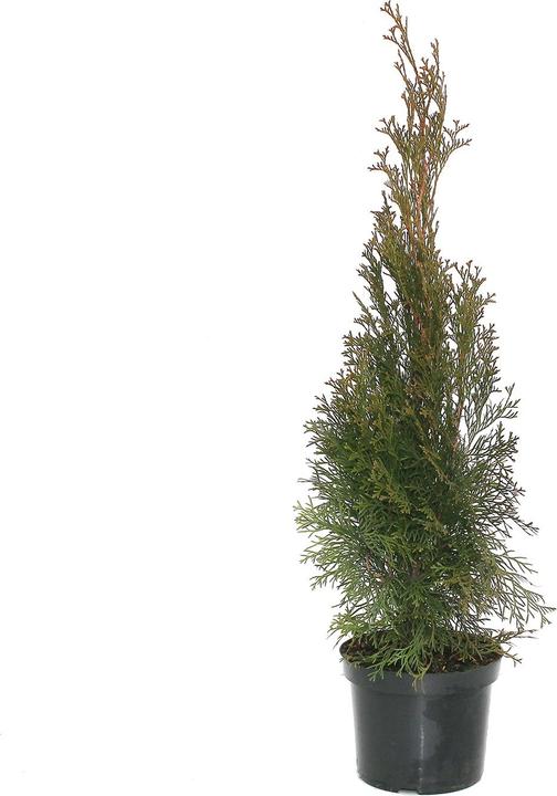 Image du produit Zulauf Thuja / Thuja occ. 'Smaragd' (60 cm)