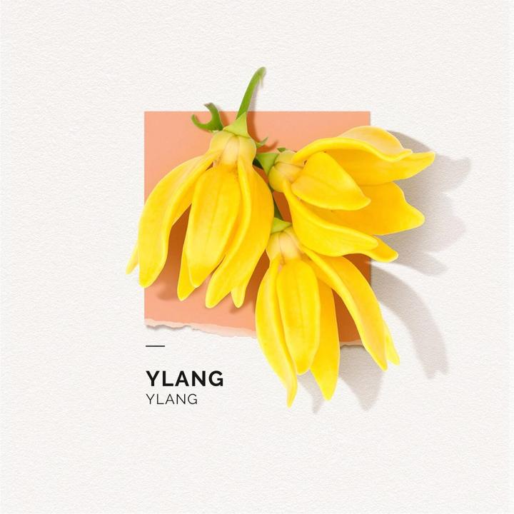 Actual product image Solinotes Ylang Ylang Eau de Parfum (Eau de parfum, 50 ml)