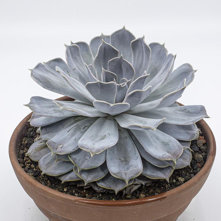 Image du produit Kakteen Gautschi Echeveria lilacina (20 cm)