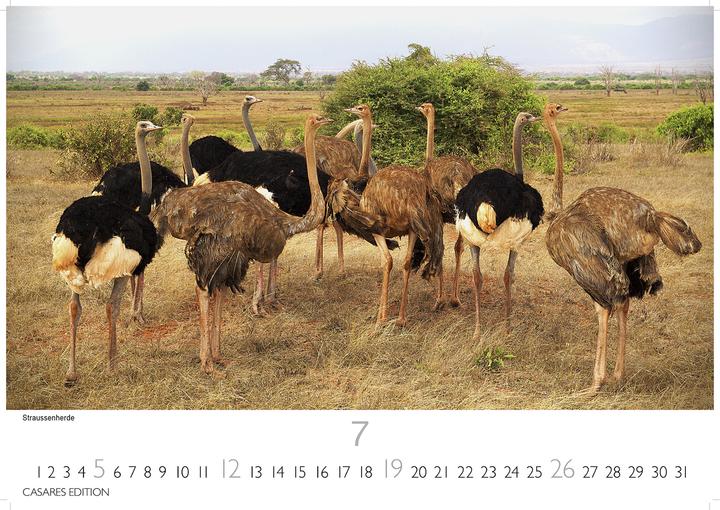 Produktbild Kenia/Serengeti 2026 S 24x35 cm (24 x 35 cm, Deutsch)