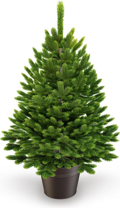 Immagine prodotto Artitree Albero di Natale da 60 cm in vaso (60 cm)