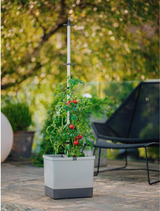Produktbild Gusta Garden Tom Tomato (35 cm)