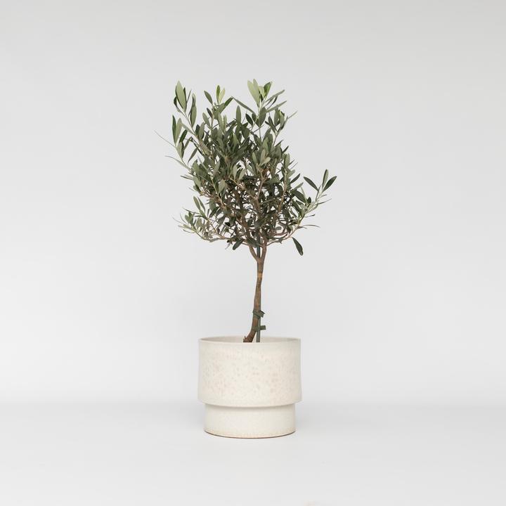 Produktbild Plant in a Box Olea Europaea - Olivenbaum (60 cm)
