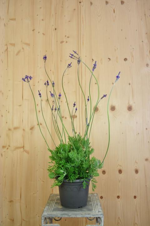 Image du produit Säntispracht La lavande papillon des Canaries - Lavendula 'pinnata (80 cm)