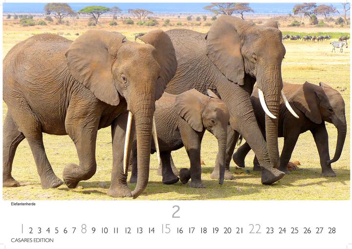 Produktbild Kenia/Serengeti 2026 S 24x35 cm (24 x 35 cm, Deutsch)