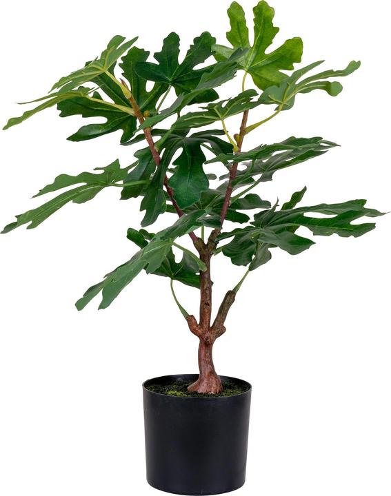 House Nordic Fig (60 cm)