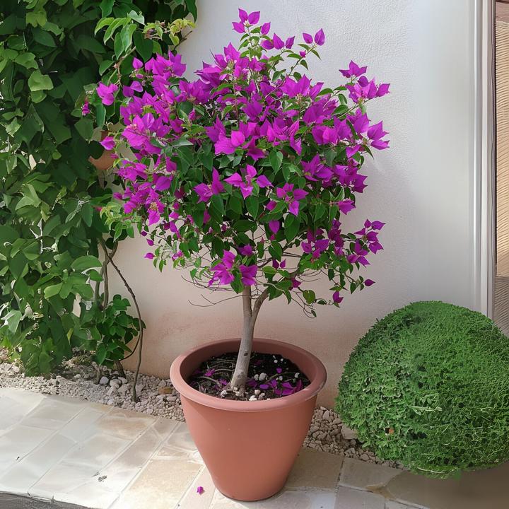 Actual product image Plant in a Box Bougainvillea 'Alexandra' - (50 cm)