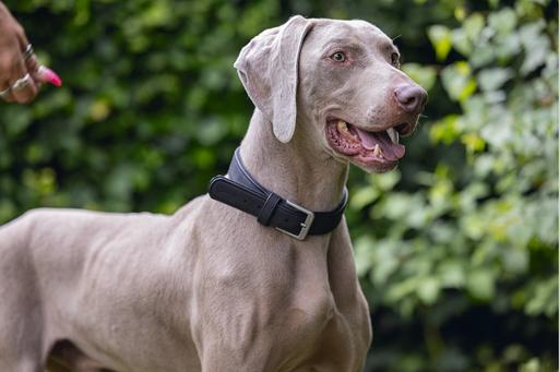 Produktbild Beeztees Bz Balacron Halsband Ax Schwz (52, 54, 56, 58, 60, 62, Hund, Hundesport)