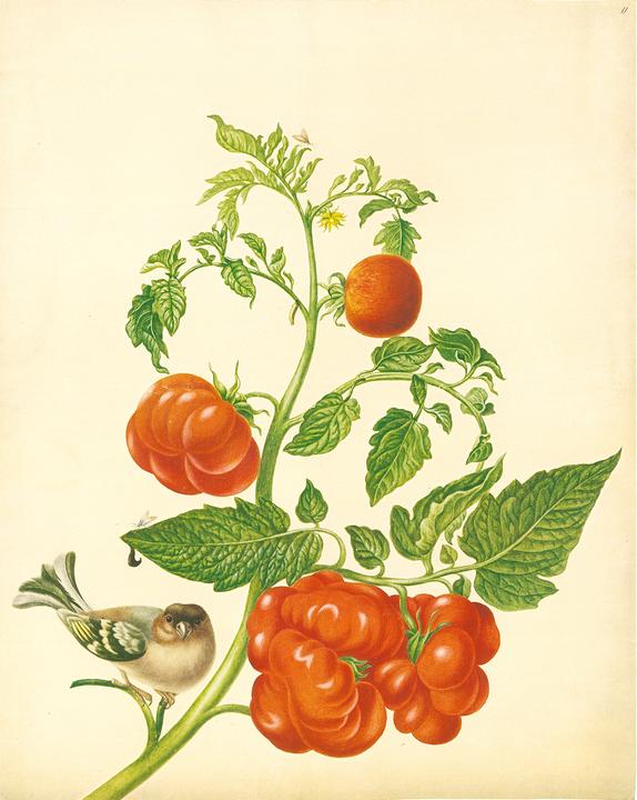 Produktbild Maria Sibylla Merian - St. Petersburger Aquarelle (Jubilumsausgabe) (Deutsch, Merian, MariaSibylla, 2025)