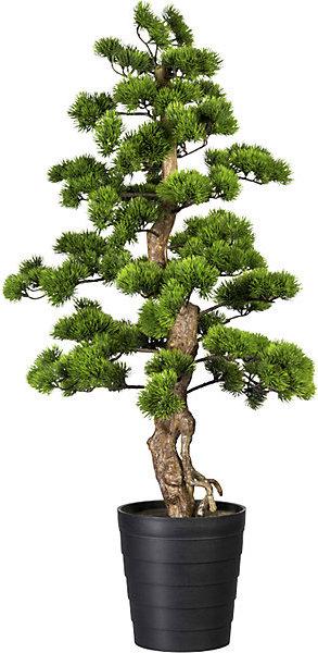 Immagine prodotto Gasper Bonsai pino, vaso in plastica, 210 x 230 mm, altezza 1100 mm. (110 cm)