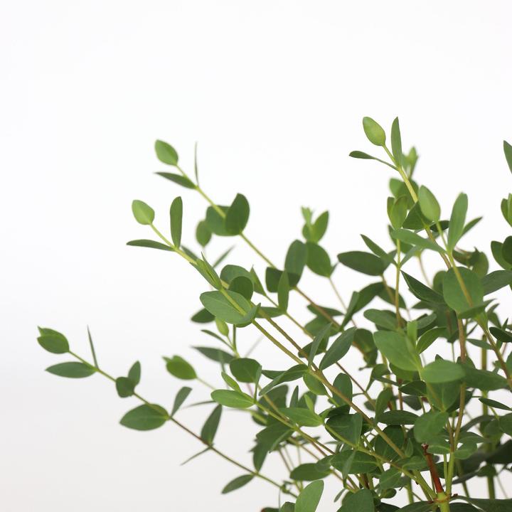 Produktbild Plant in a Box Eucalyptus parvifolia 'Oliva' - 2er Set Eukalyptus (35 cm)