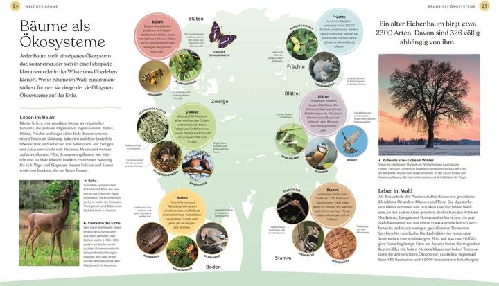 Image du produit Bäume - Eine Natur- und Kulturgeschichte (Allemand, Andrew Mikolajski, Michael Scott, Keith Rushforth, Dr. Ross Bayton, Agnes Pahler, 2022)