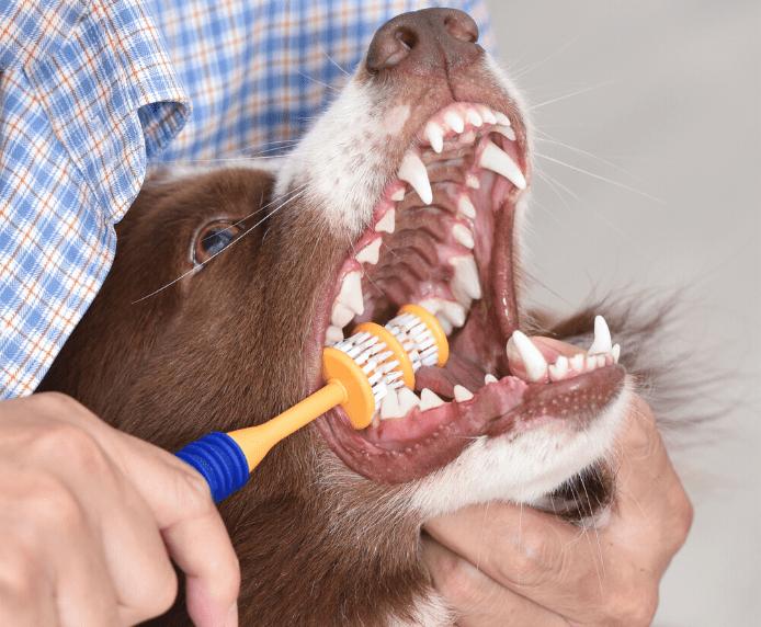 Actual product image Company of Animals 360° toothbrush dogs (Dog)