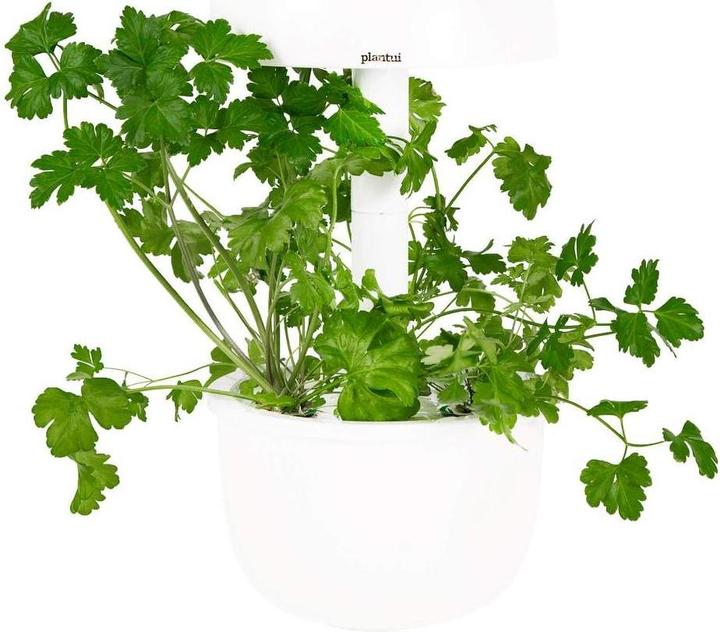 Immagine prodotto Plantui prezzemolo (Semi di erbe)