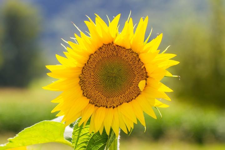 Zollinger Bio Setzling, Sonnenblume, Italienische Sonne (180 cm)