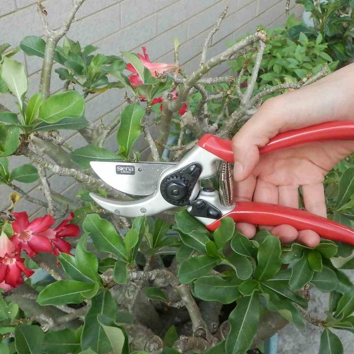 Actual product image Siena Garden Bypass