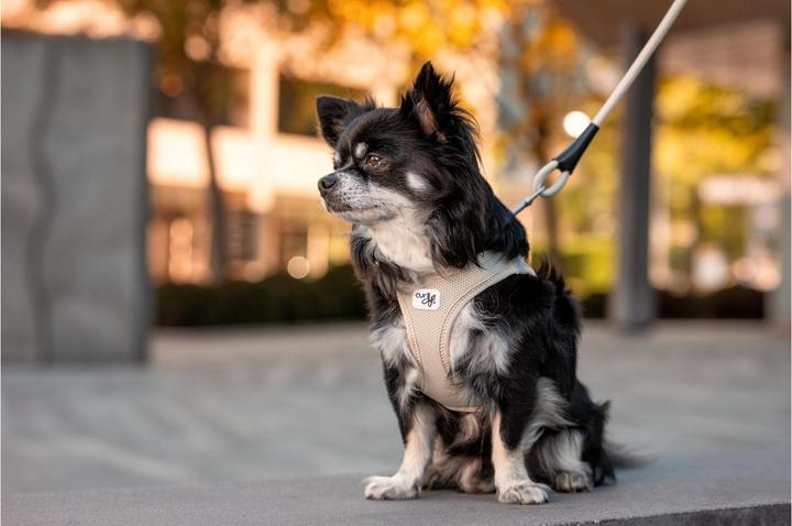 Immagine prodotto Curli Gilet da imbracatura Air-Mesh S, Nero (S, Cane, Generale)