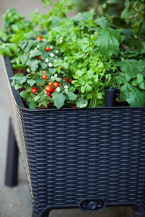 Immagine prodotto Keter Easy Growing