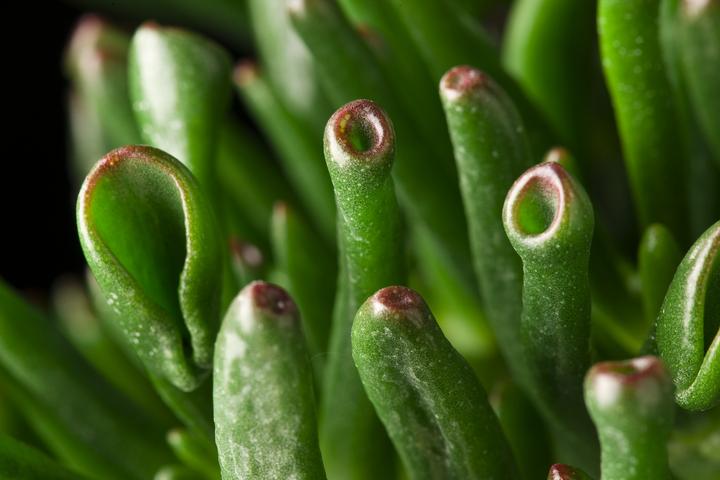Produktbild Plant in a Box Crassula ovata Hobbit - Jadepflanze (55 cm)