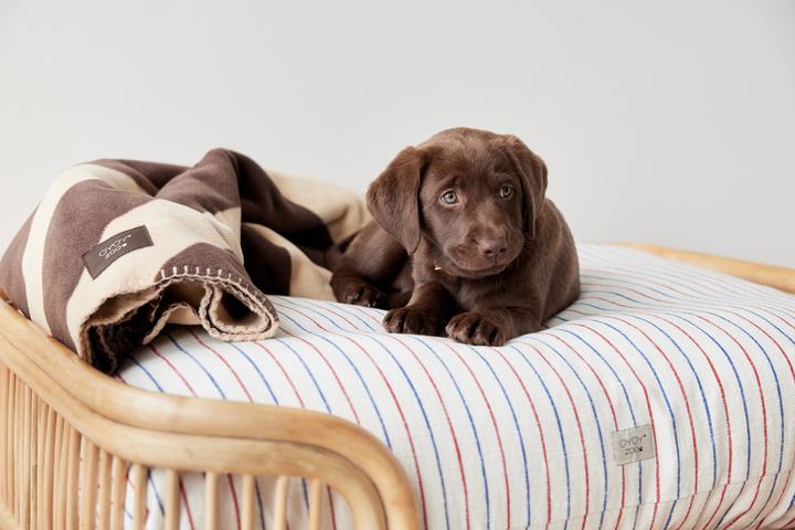 Produktbild Oyoy Hunde-Bett Otto (Hund)