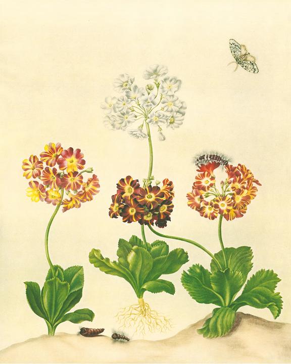 Produktbild Maria Sibylla Merian - St. Petersburger Aquarelle (Jubilumsausgabe) (Deutsch, Merian, MariaSibylla, 2025)